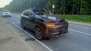 В Вологодской области водитель иномарки сбил лося на трассе