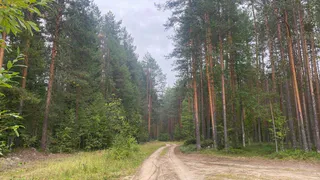 Стало известно, что случилось с мальчиком, который пропал под Вологдой