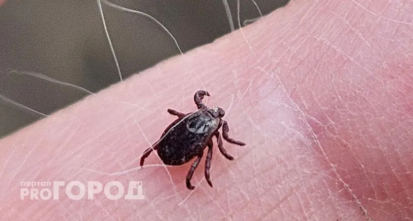 После сотни опытов. Ученые рассказали: какая группа крови привлекает клещей