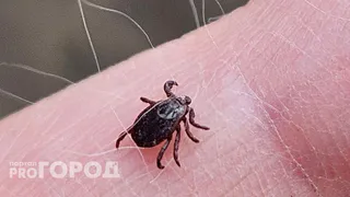 После сотни опытов. Ученые рассказали: какая группа крови привлекает клещей