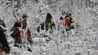 Вологодские охотники с начала года добыли более 30 волков