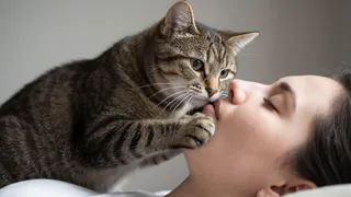 Почему кошка лезет в лицо — 7 признаков того, что вы для неё больше, чем человек