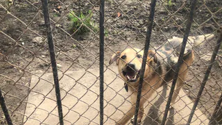 В апреле в Вологде пройдет несколько экоакций в помощь бездомным животным