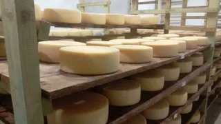 Вологодские фермеры погружаются в мир сыроварения и кооперации