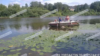 В реке Вологде, в районе улицы Левичева, обнаружен труп мужчины