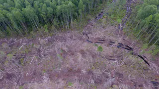 В Вологодской области осудили банду "черных лесорубов"