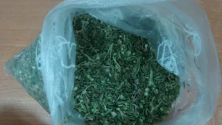 В Вологодской области задержали мужчину с наркотиком растительного происхождения