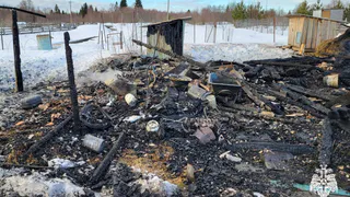 Шесть гусей и тринадцать кур погибли при пожаре в Вологодской области
