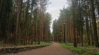 В Вологодской области военный отобрал ружье у отца и убежал в лес