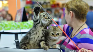 В Вологде сегодня пройдет выставка бездомных кошек
