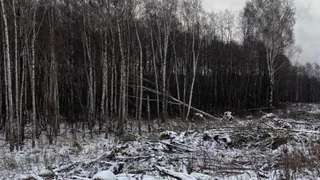 Житель Вологодской области самовольно вырубил свыше сотни деревьев у Северного шоссе