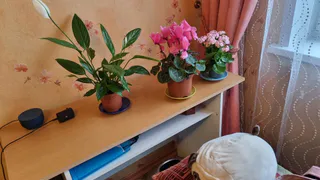 2 мл в горшок — и цветы на декабристе полезут пачками: цвести будет даже в старом грунте