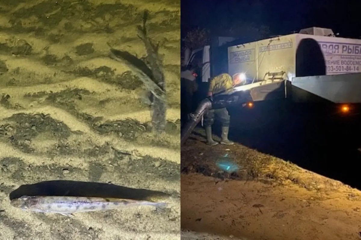47 тысяч мальков судака выпустили в реку в Вологодской области