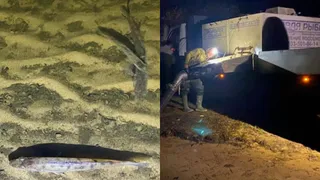 47 тысяч мальков судака выпустили в реку в Вологодской области