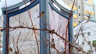Погодный сюрприз в Вологодской области: к чему готовиться жителям региона 27 апреля