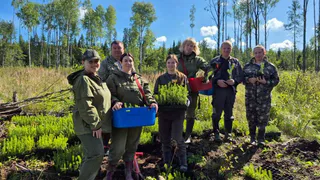 Более 250 новых деревьев высадят в Вологде в этом сезоне
