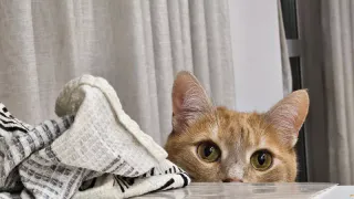 Вот почему кошки «чувствуют» опасность раньше людей — и это не мистика