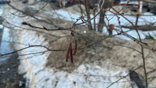 Синоптики предупредили о непогоде в Вологодской области