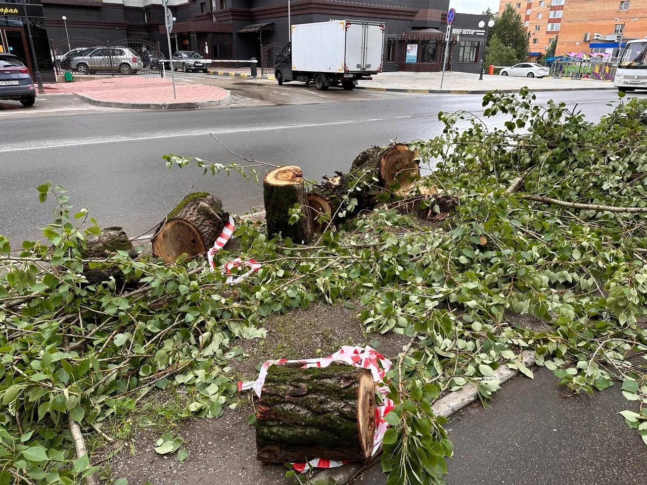 В Вологде начали приводить в порядок деревья и кустарники