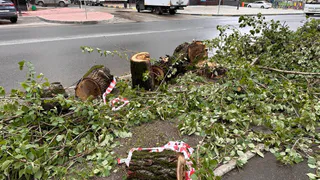 В Вологде начали приводить в порядок деревья и кустарники