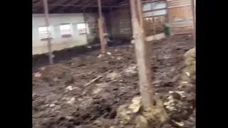 В Вологодской области фермеру дали два дня на исправление условий для свиней после жалоб