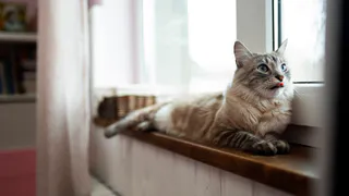 Почему коты залипают на подоконнике: ответ скрывает их дикое прошлое, о котором все позабыли
