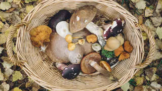 Родственник рыжика - плотный, сладкий и мясистый: но грибники его не собирают, а зря