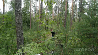 В Вологодской области проснулись клещи