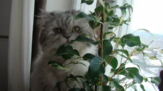 6 комнатных растений которые сейчас принято считать модными: что в них необычного?