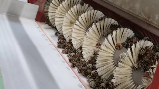 В Вологодской области начали заготовку семян для лесовосстановления