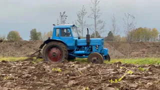 В Череповецком районе создали экспериментальную площадку по борьбе с борщевиком