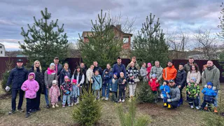 Новогодние ели из центра Вологды пересадили в парки и скверы