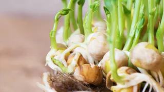Вкуснейший рецепт из стрелок чеснока. Используем мясорубку