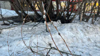 Синоптики предупреждают о метели и гололедице в Вологодской области