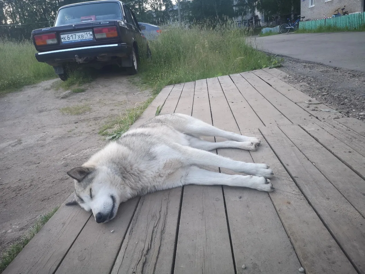 Вологжанин понесёт ответственность за то, что его собака набросилась на инвалида