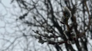 В Вологодской области 23 апреля ожидаются дожди и потепление до +18°C