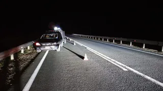Лось стал жертвой ДТП на трассе в Вологодской области