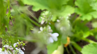 В Европе отказались, а россияне все еще едят: этот вкусный овощ убивает ваши почки
