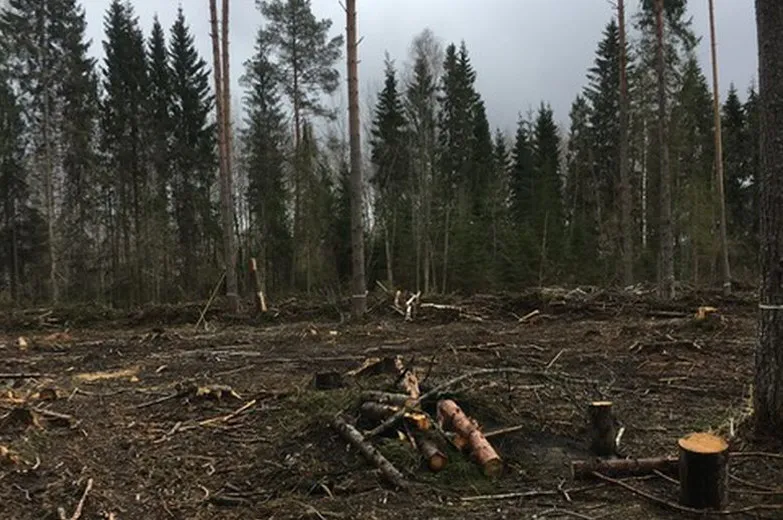 Борьба с "чёрными лесорубами" в Вологодской области: ущерб снизился на 70% благодаря новой дорожной карте