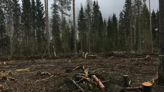 Борьба с "чёрными лесорубами" в Вологодской области: ущерб снизился на 70% благодаря новой дорожной карте