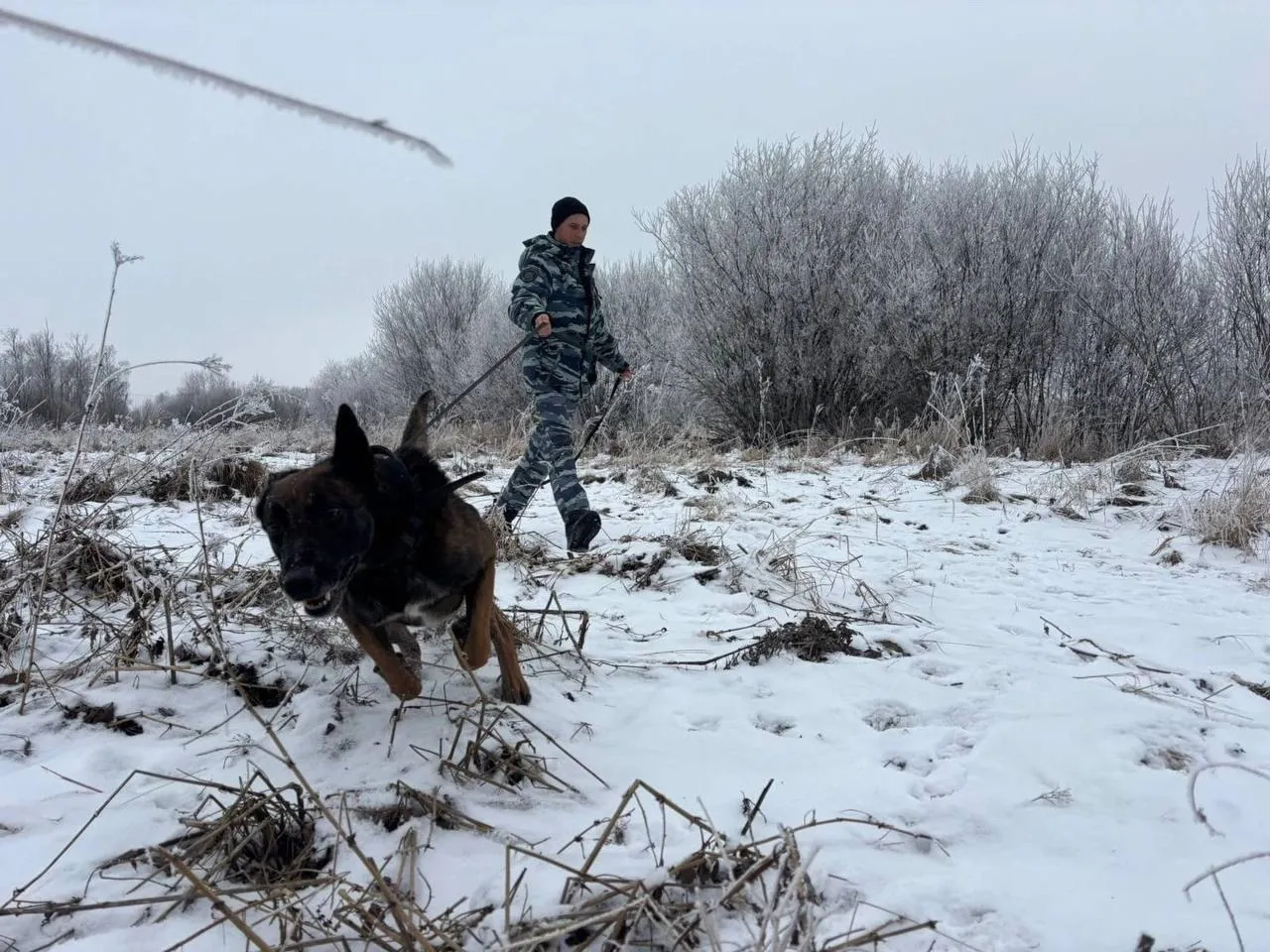 Полицейский пес вывел спасателей к пропавшей в вологодской глуши бабушке