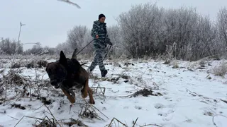 Полицейский пес вывел спасателей к пропавшей в вологодской глуши бабушке