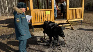 Жителя Вологодской области оштрафовали за приготовление шашлыка в лесу