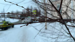 Синоптики предупредили о гололедице и ветре до 11 м/с в Вологодской области
