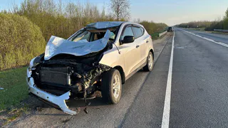 Лось стал причиной ДТП на трассе в Вологодской области