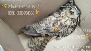 Травмированную сову из Вологды отправят на реабилитацию в Москву