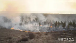 За минувшие сутки в Вологодской области ликвидировано семь лесных пожаров