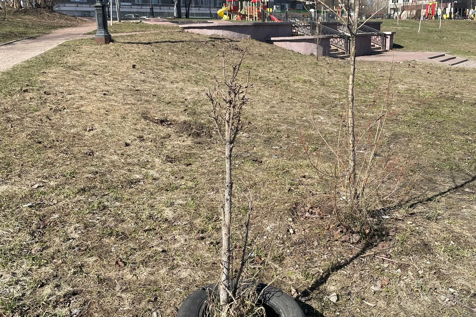 В Череповце экоактивисты заявили о гибели деревьев на Курсантской набережной