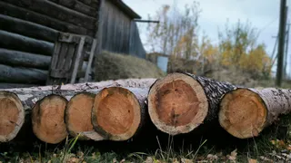 Вологодская область установила новый рекорд в лесной промышленности
