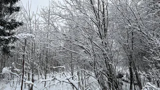 Валентина Матвиенко назвала Вологодскую область образцом для лесной отрасли